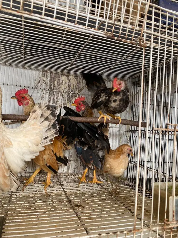 Jual ayam kate tema serama remaja