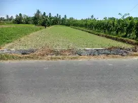 Tanah Sawah Produktif di Banyuwangi