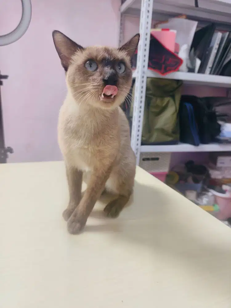 Kucing Siam Siamese Betina Usia 1.5 Tahun dah Birahi Parah