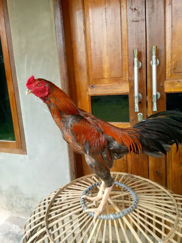 Ayam Bangkok Mangon