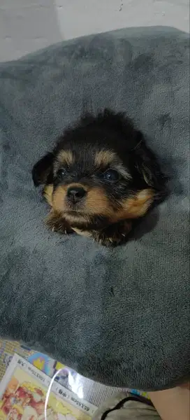Di Jual anak anjing chihuahua 1 bulan mix 3 cow 2 cew lucu2 banget