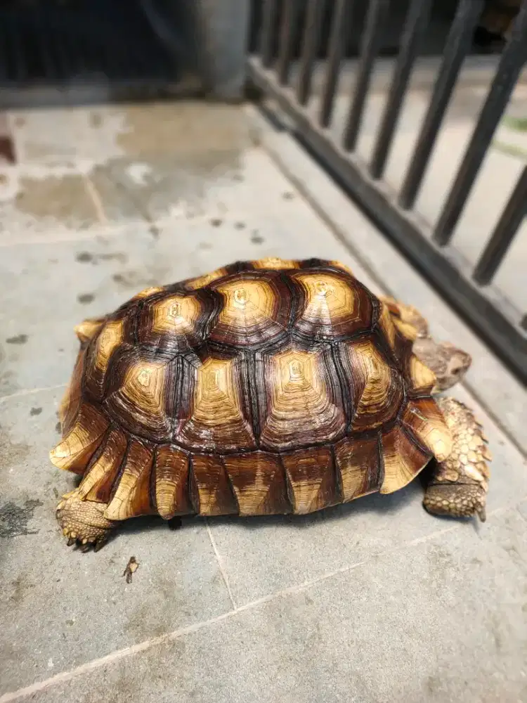 kura darat sulcata betina 43 cm
