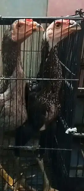 2 Bangkok jantan bagus 3,5 bulan