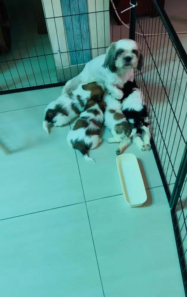 Shihtzu shitzu pure jantan VAKSIN