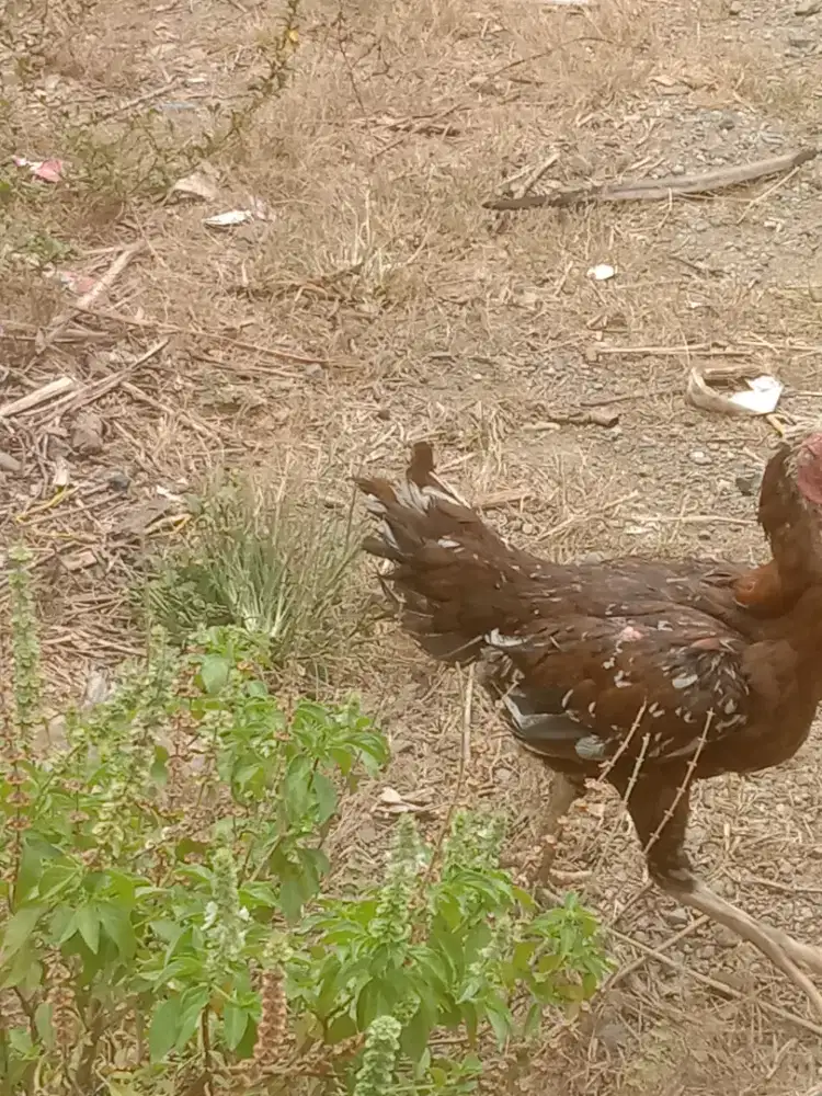 Ayam serama cantik