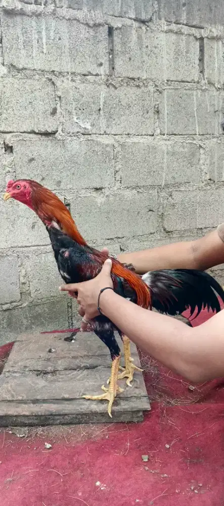 Ayam siam muda bantu kawan