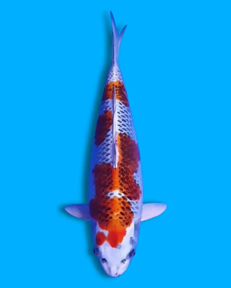 Koi Kujaku Super Quality