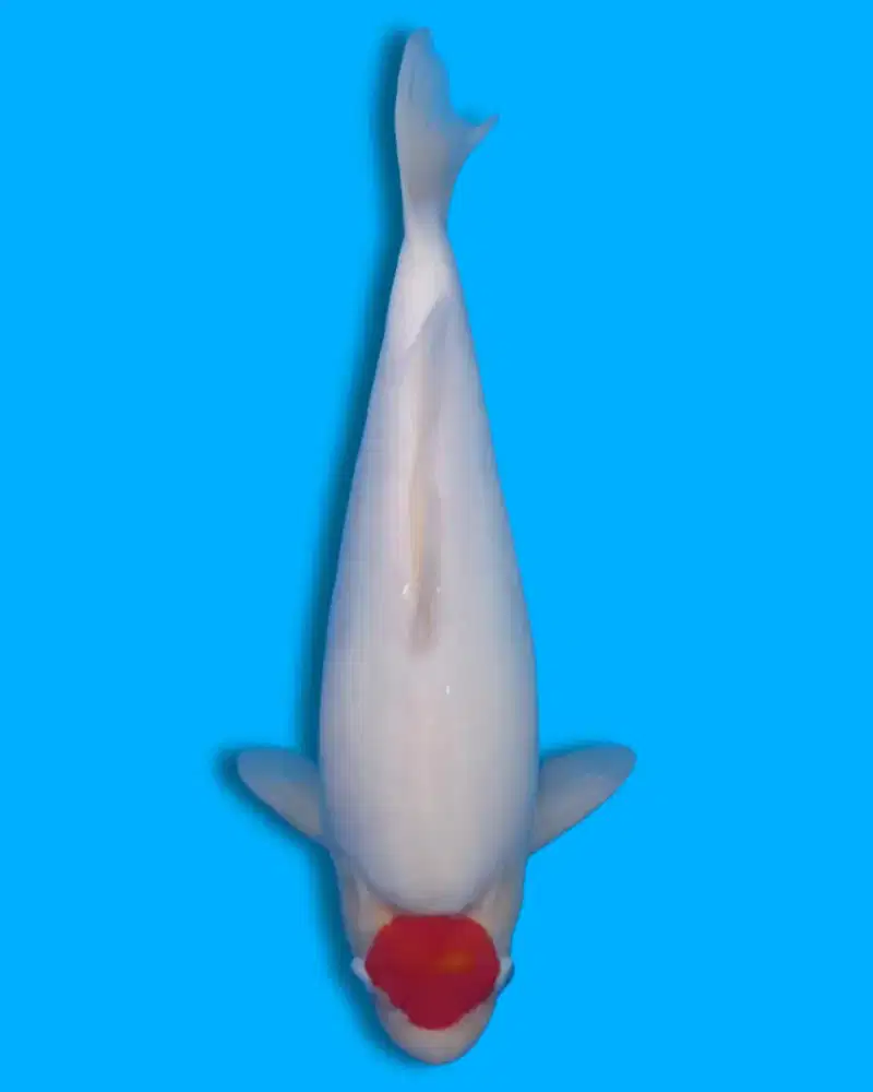 Koi Tancho Kohaku AKF