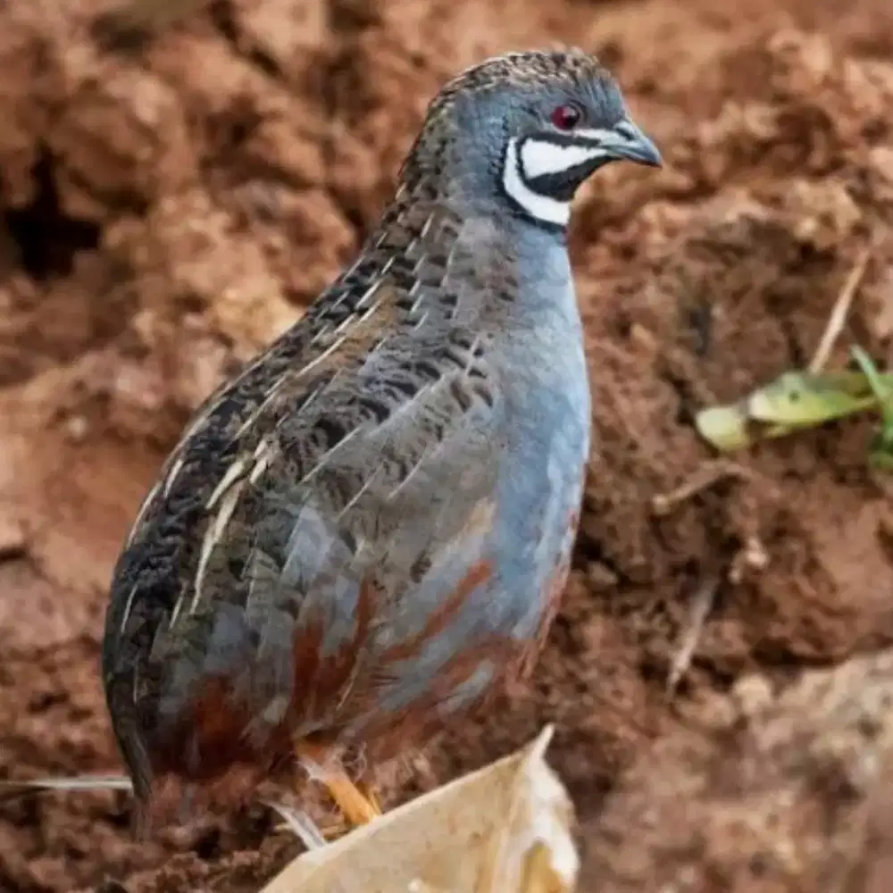 Puyuh batu hias untuk aviary