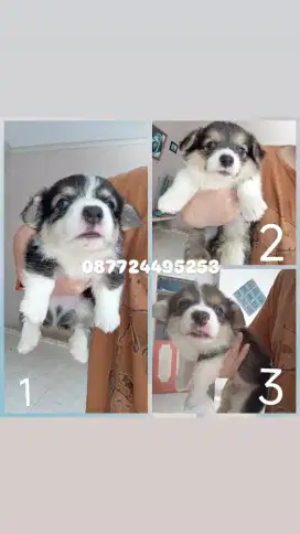 Anjing Anak Anjing Puppies Puppy Pembroke Welsh Corgi