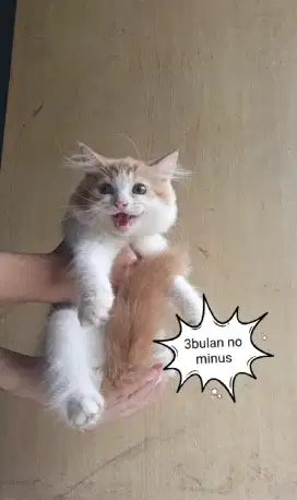 Kitten 3bulan oren putih