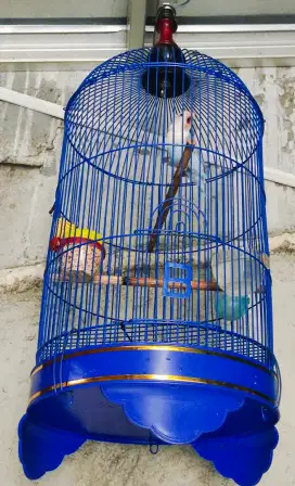 Burung Love Bird PasBlue Ring ANS BF