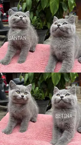 bsh british short hair kitten