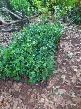 Pohon tehtehan tanaman pager