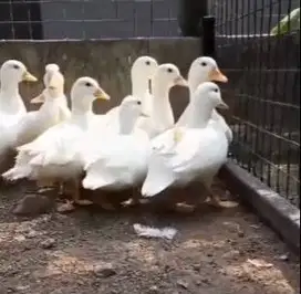 sepasang call duck angsa putih 1 tahunan koleksian exotik unik manteb
