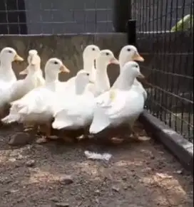 sepasang call duck ansga putih 1 tahunan siap koleksi piara exotik top