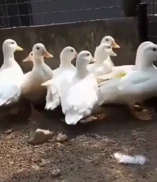 sepasang call duck angsa putih 1 tahunan siap piara koleksian exotik