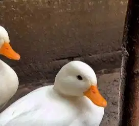 sepasang call duck angsa putih 1 tahunan siap piara koleksian exotik