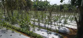 Di Jual Kebun ,Cocok Untuk Rumah Kebun