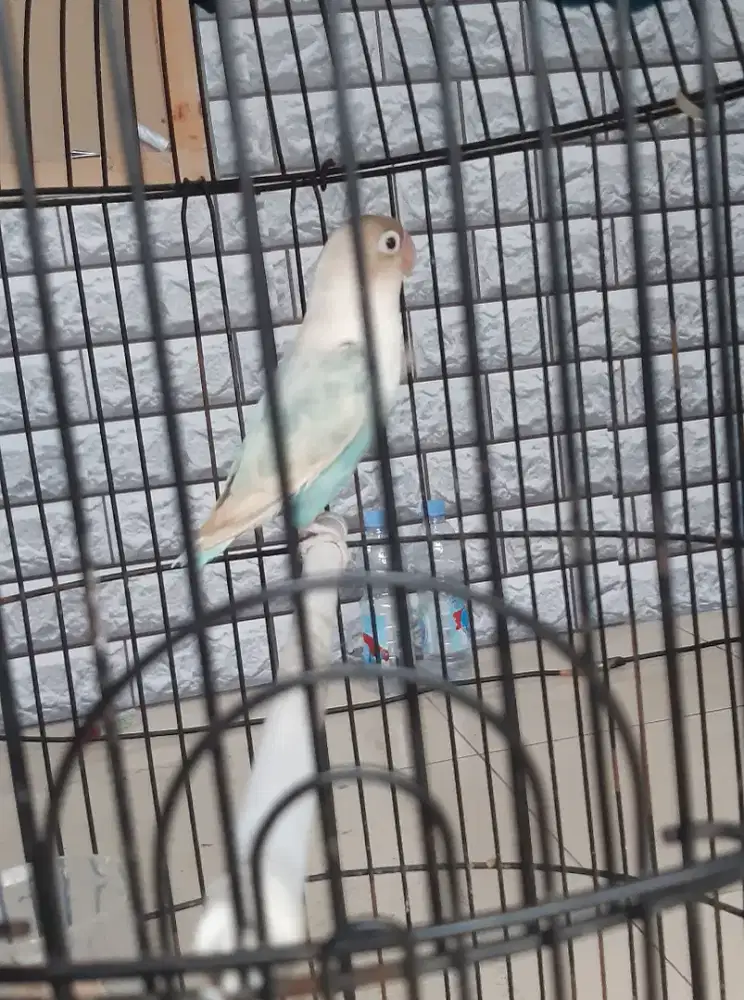 Lovebird Pastel Biru PasBir