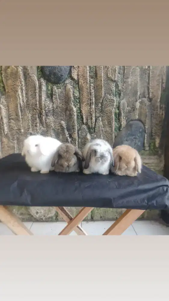 Kelinci hollandlop 2