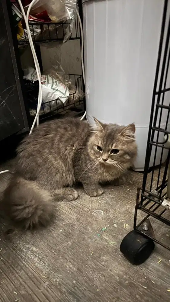 kucing jantan mix bsh