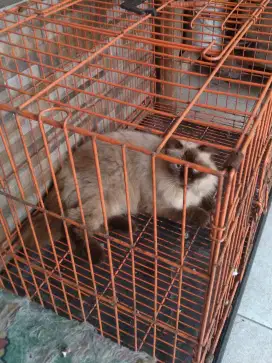 kucing himalaya betina