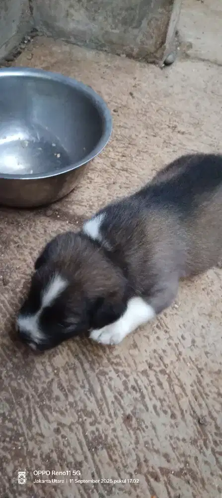 Anak anjing campuran ras kintamani