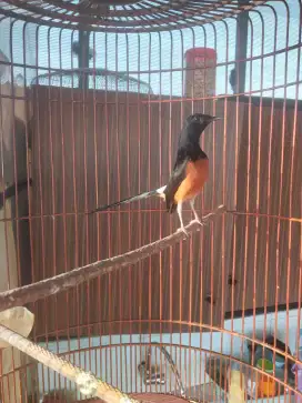 Jual atu tt burung lain muda hutan brisik mapan mulus kandang BnR fs
