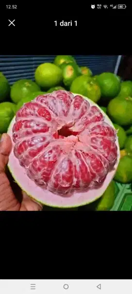 Jeruk bali ( pamelo )