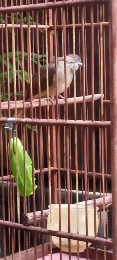burung masteran harian rajin aja