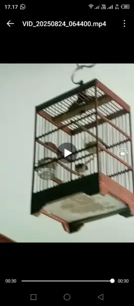 Burung Prenjak bawah