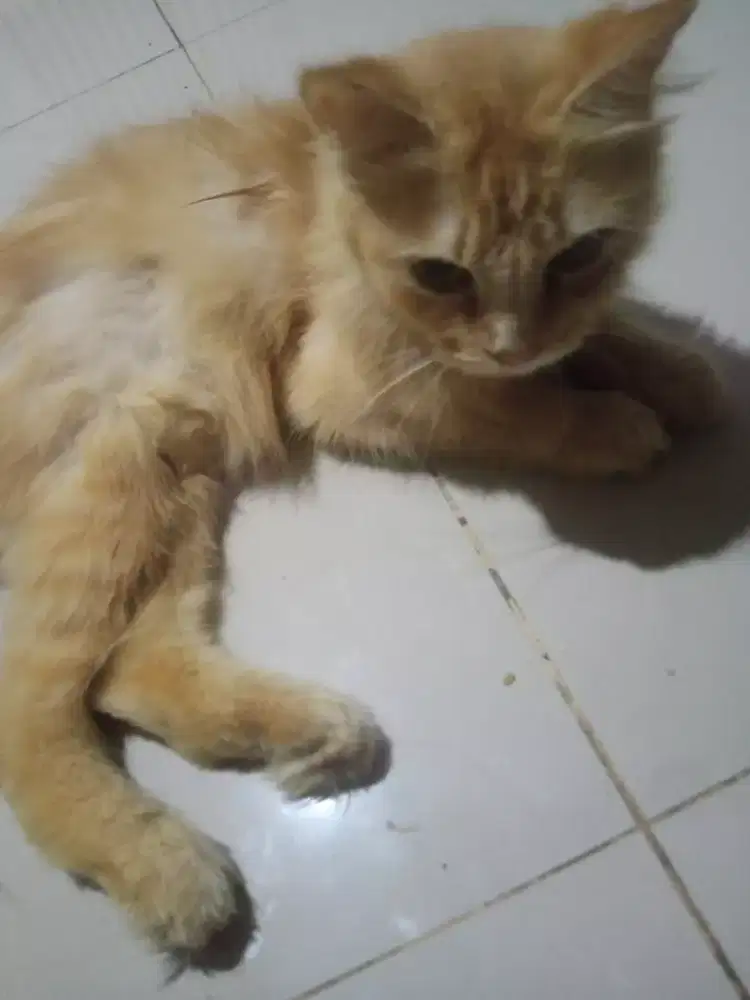 Di jual kucing Persia