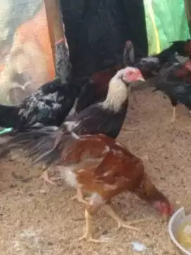 Ayam Kampung Kub