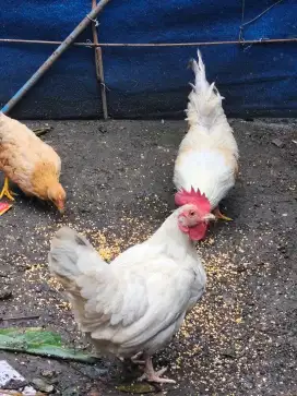 Ayam kate produksi