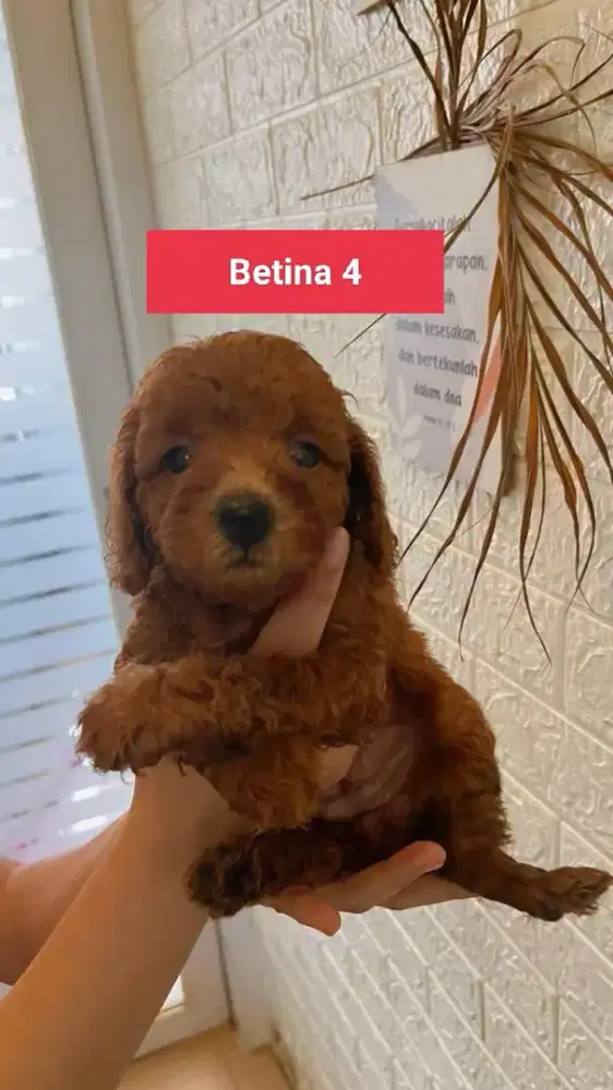 Apricot & Red Toy Poodle ( Pure Breed ) Kosongan