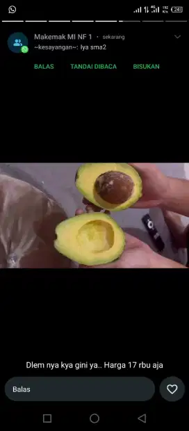 Alpukat termurah