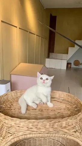British short hair munchkin white solid