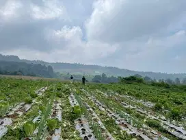 Di jual tanah perkebunan di goalpara sukabumi