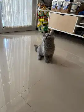 British shorthair
