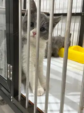 British shorthair