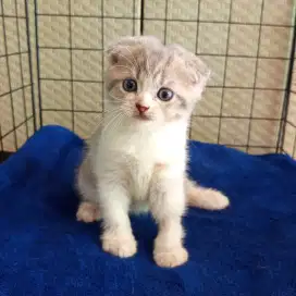 Kucing Scottish fold