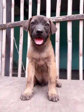 Anakan anjing ras mix