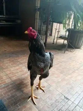Ayam Bangkok pukul super