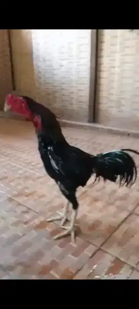 Ayam bangkok pukul saraf