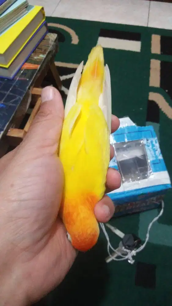 LoveBird lutino Paud