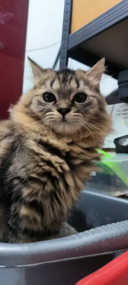 Kucing persia kitten jantan ganteng