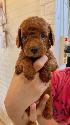 Red Toy Poodle Lucu