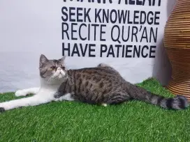 Kucing peaknose exsotic jantan