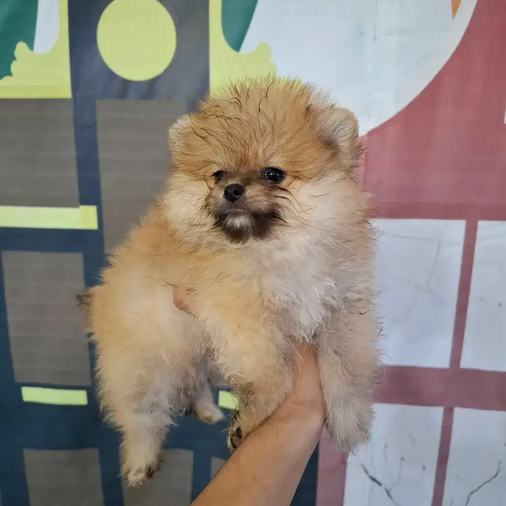 Super Mini Pom Usia 3 bulan